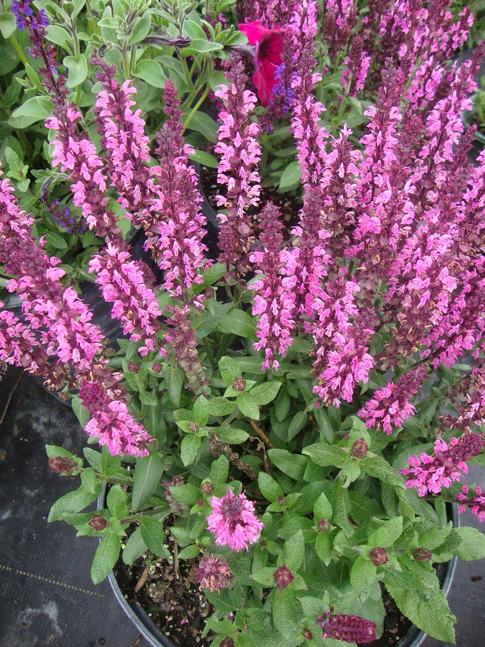Photo of Perennial Woodland Sage (Salvia nemorosa 'New Dimension Rose') uploaded by Paul2032