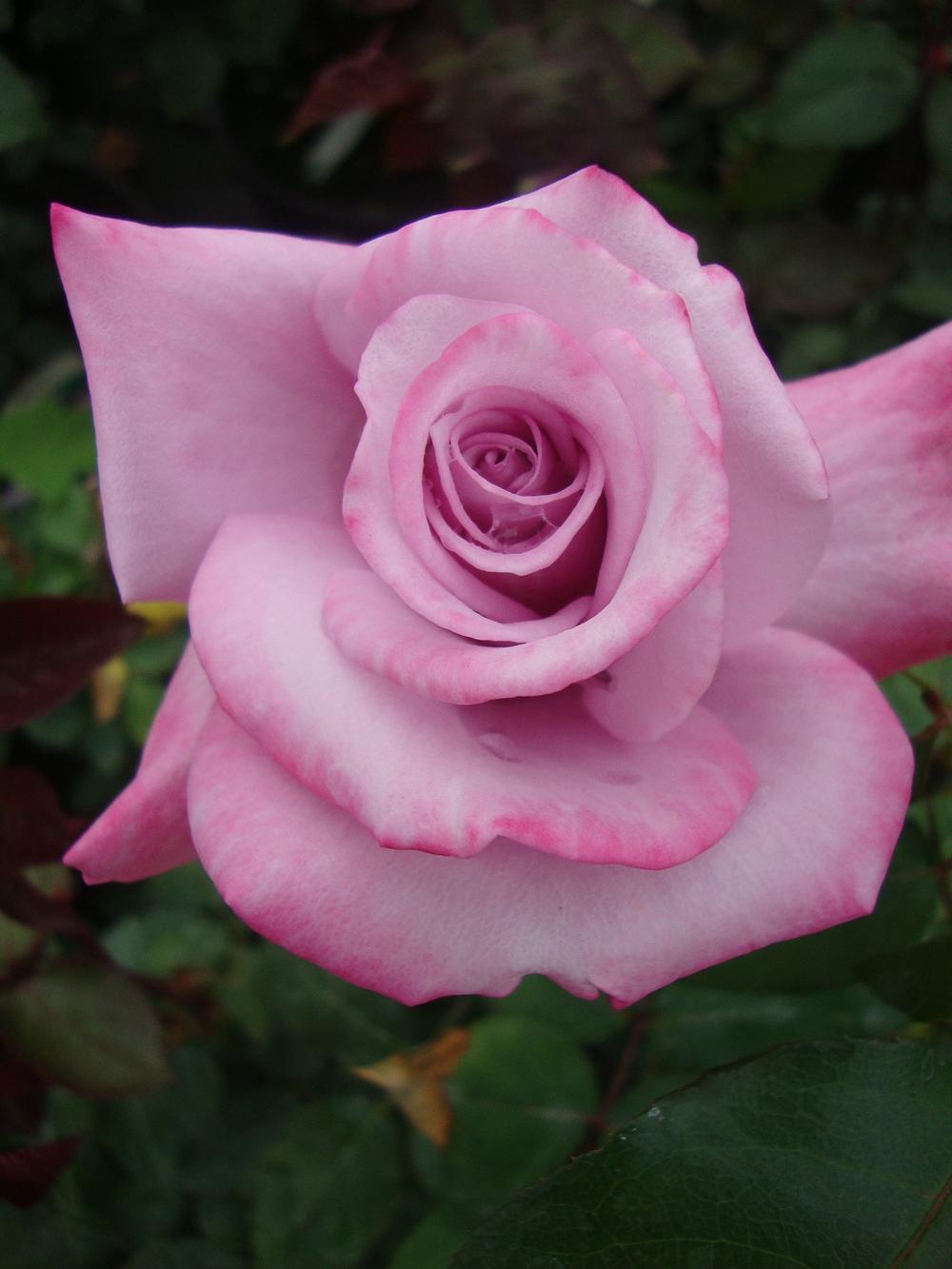 Photo of Rose (Rosa 'Paradise') uploaded by Paul2032