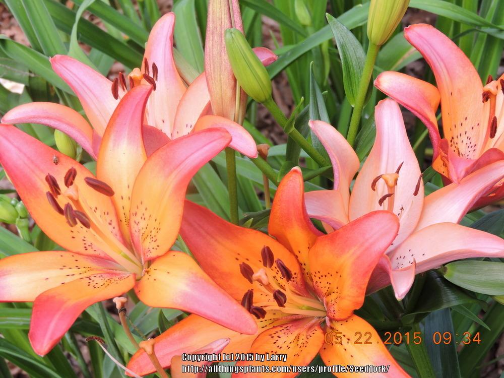 Photo of Lily (Lilium 'Royal Sunset') uploaded by Seedfork