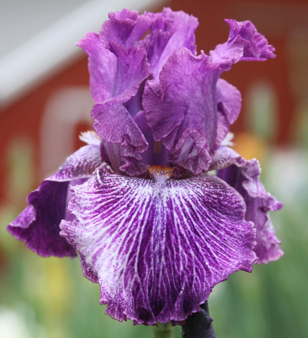 Photo of Tall Bearded Iris (Iris 'Splatter Art') uploaded by Snork