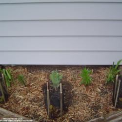 Protection from Rabbits for Small Plants and Seedlings
