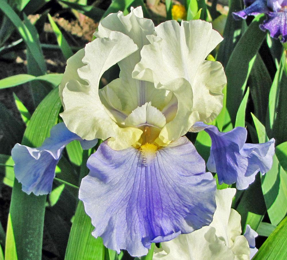 Photo of Tall Bearded Iris (Iris 'Stairway to Heaven') uploaded by TBGDN