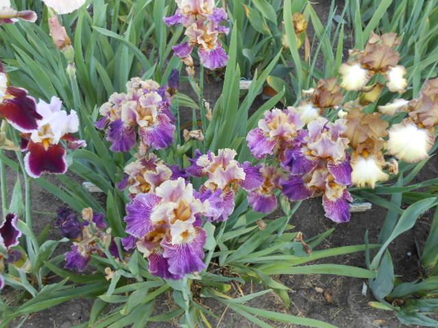 Photo of Tall Bearded Iris (Iris 'Let's Be Friends') uploaded by crowrita1