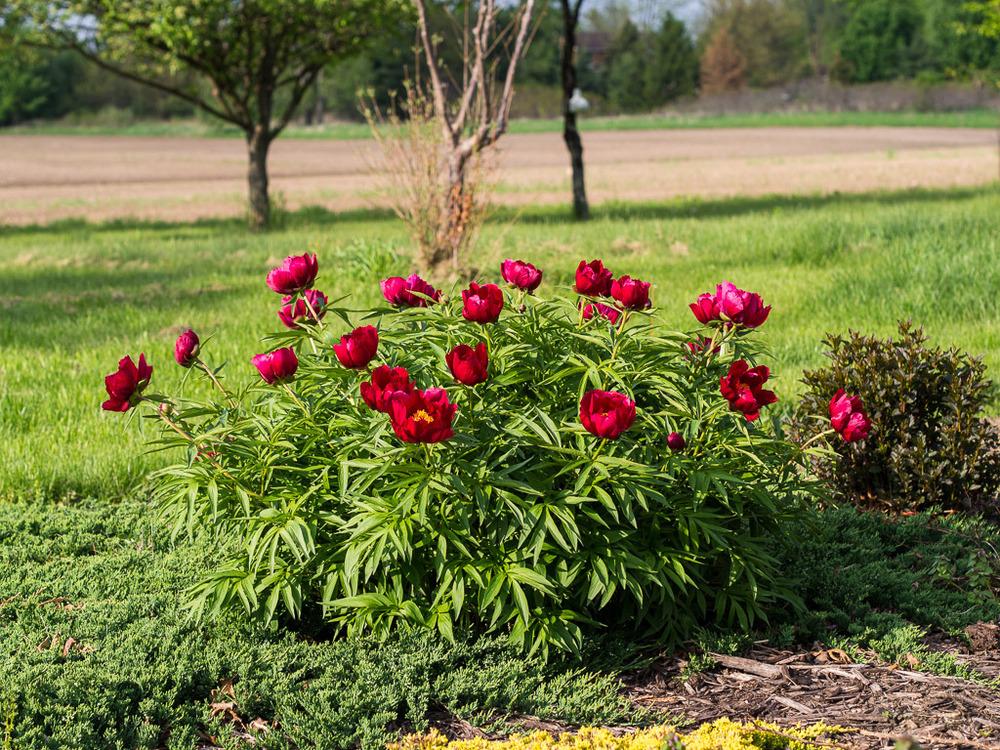 Photo of Hybrid Fern Leaf Peony (Paeonia 'Early Scout') uploaded by frankrichards16