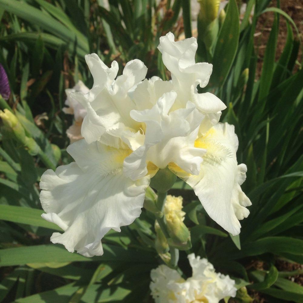 Photo of Tall Bearded Iris (Iris 'Skating Party') uploaded by gsutche