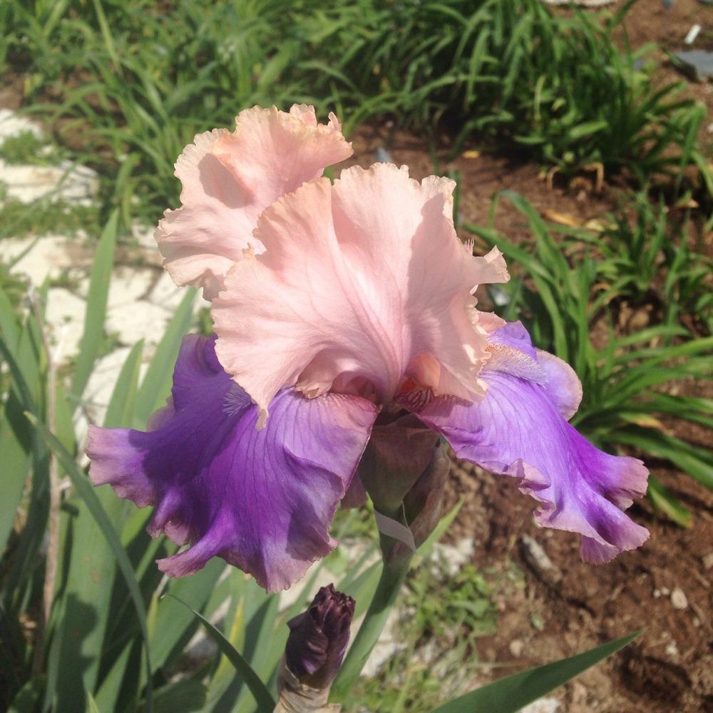 Photo of Tall Bearded Iris (Iris 'Florentine Silk') uploaded by gsutche