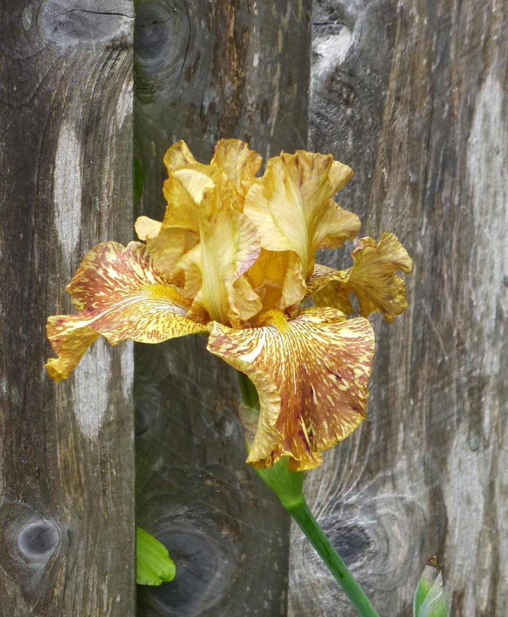 Photo of Tall Bearded Iris (Iris 'Tiger Honey') uploaded by lutatajoslyn