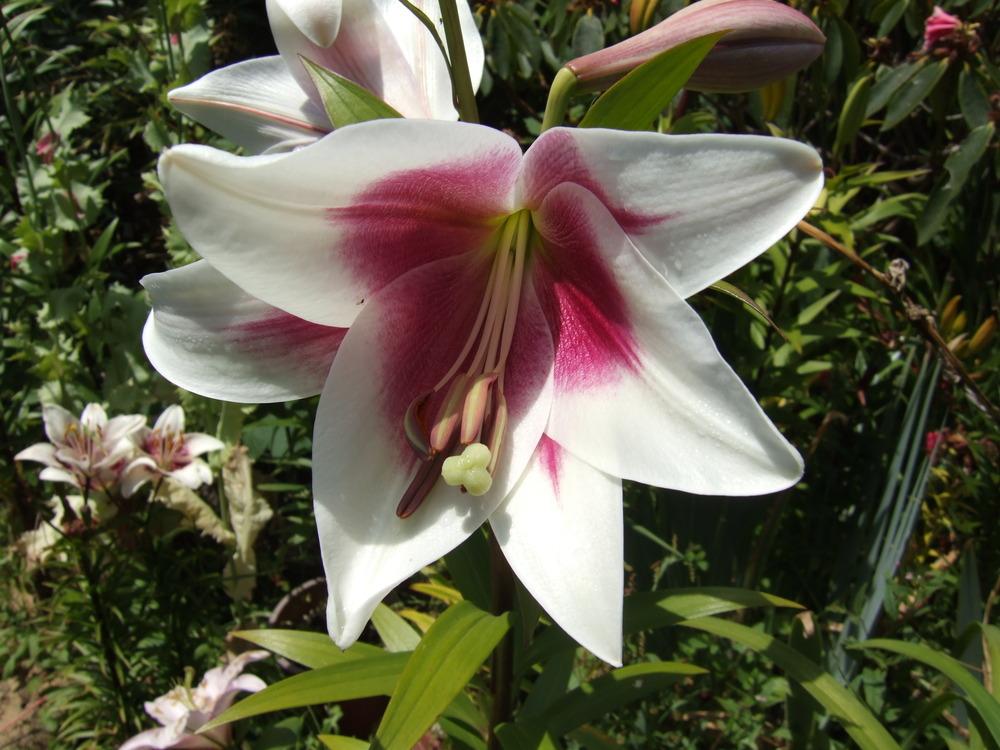 Photo of Lily (Lilium Triumphator) uploaded by mnorberry