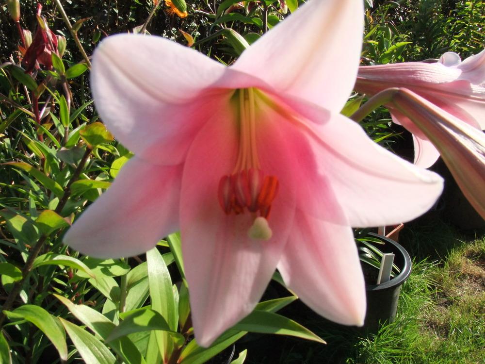 Photo of Lily (Lilium 'Bellsong') uploaded by mnorberry
