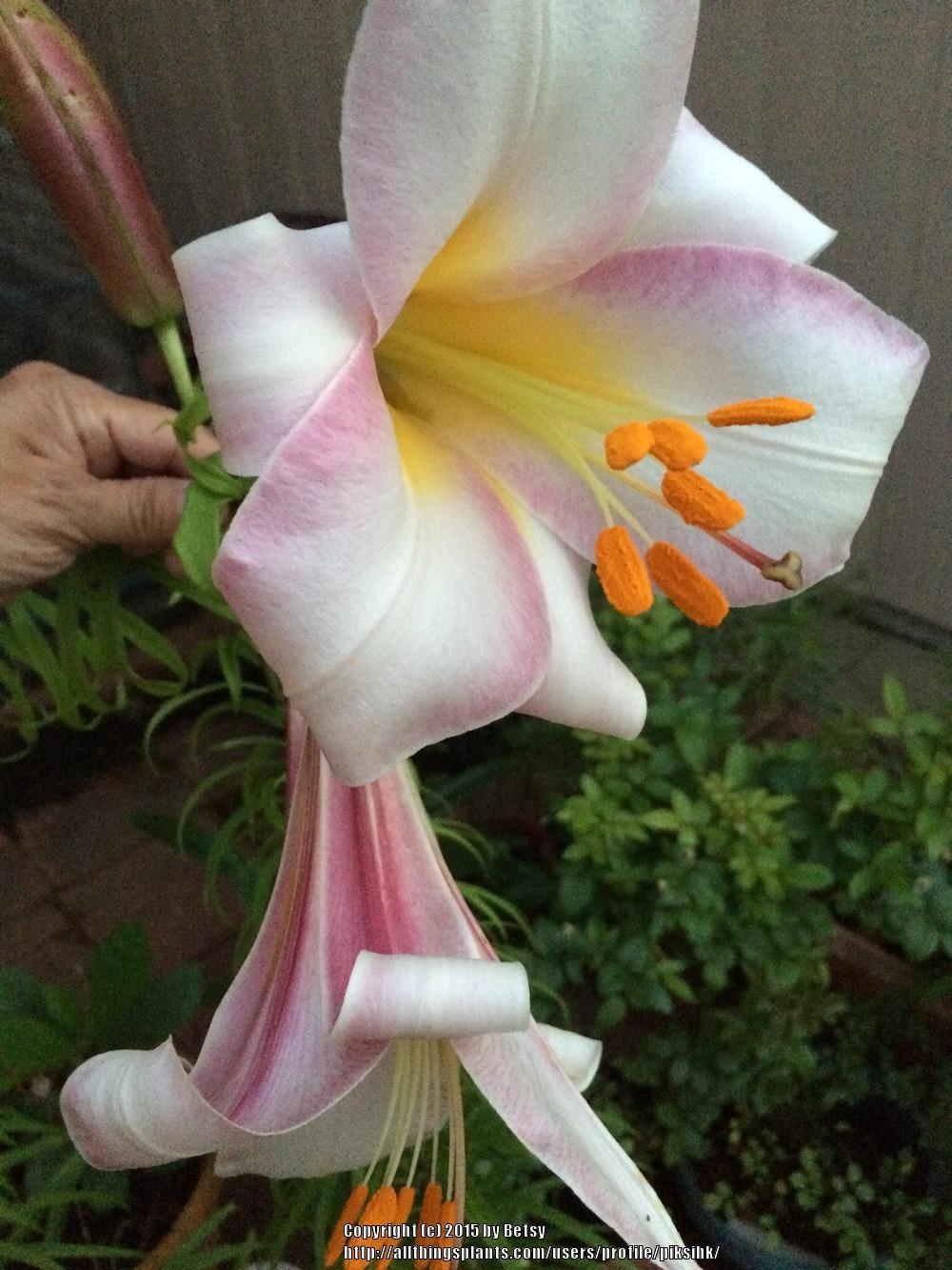 Photo of Lily (Lilium Pink Perfection) uploaded by piksihk
