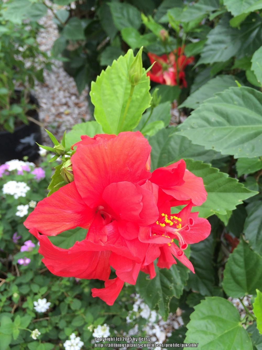 Photo of Tropical Hibiscus (Hibiscus rosa-sinensis 'Mongon') uploaded by piksihk