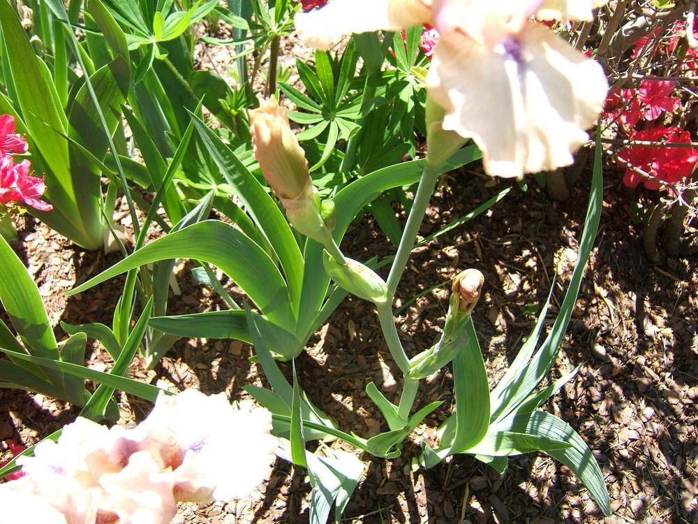 Photo of Intermediate Bearded Iris (Iris 'Concertina') uploaded by pirl