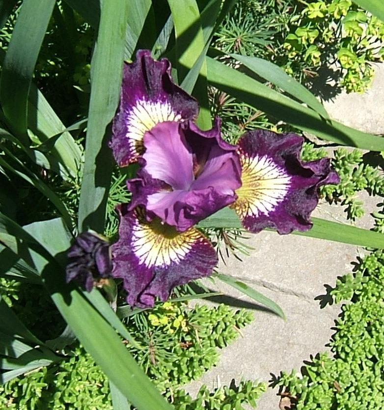 Photo of Siberian Iris (Iris 'Jewelled Crown') uploaded by pirl