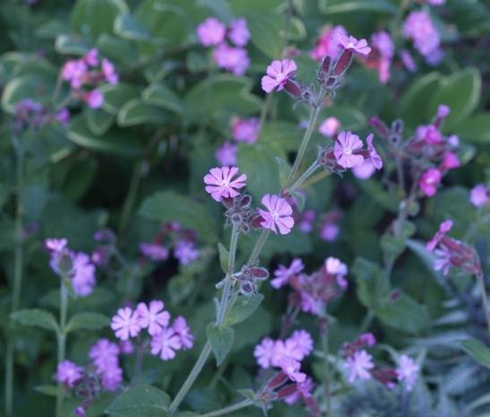 Photo of English Maiden (Silene dioica) uploaded by plantrob