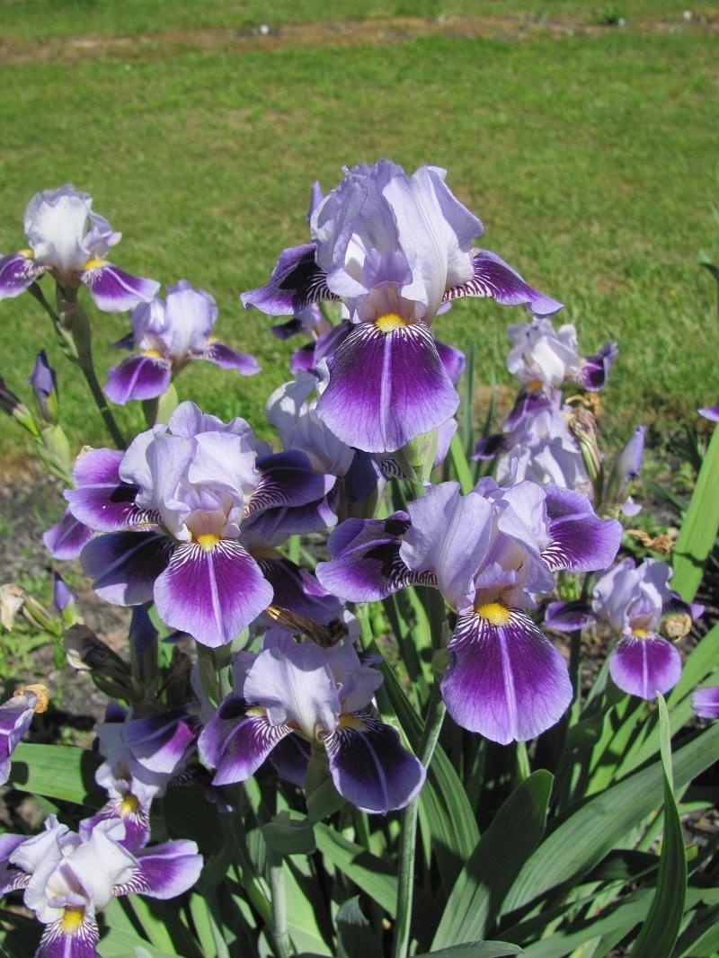 Photo of Miniature Tall Bearded Iris (Iris 'Dividing Line') uploaded by starwoman