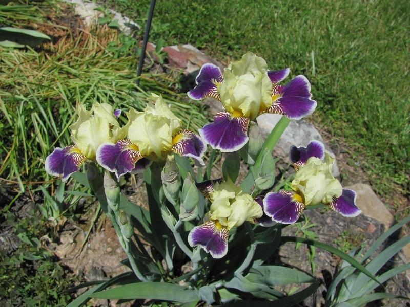 Photo of Miniature Tall Bearded Iris (Iris 'Maslon') uploaded by starwoman