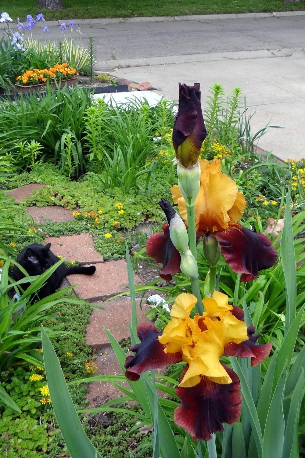 Photo of Irises (Iris) uploaded by stilldew