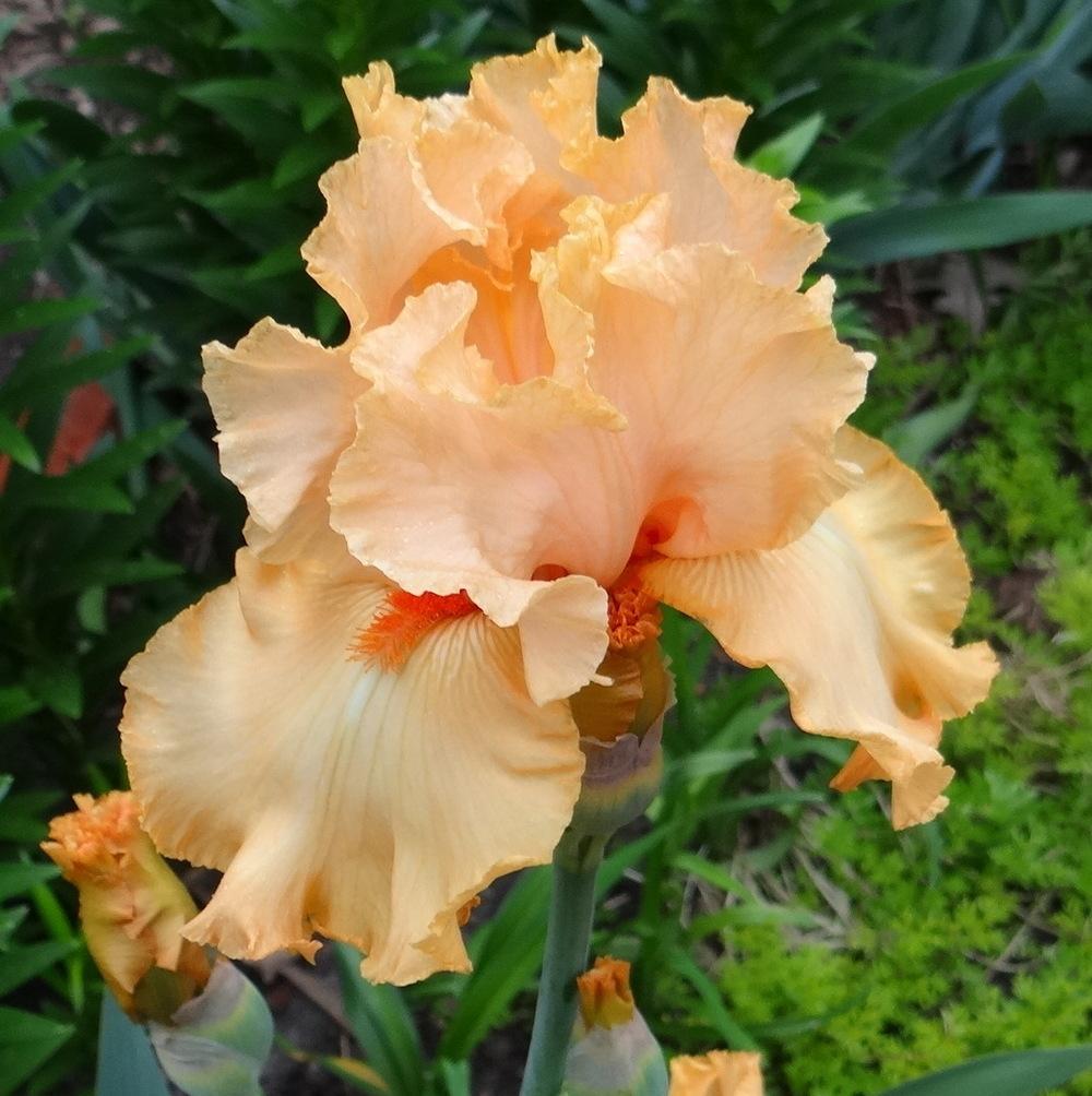 Photo of Tall Bearded Iris (Iris 'Orange Blossom Special') uploaded by stilldew