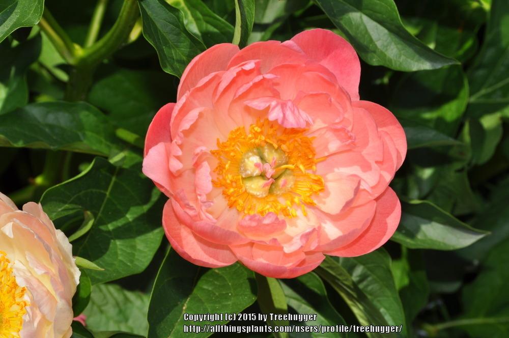 Photo of Peony (Paeonia 'Coral Sunset') uploaded by treehugger