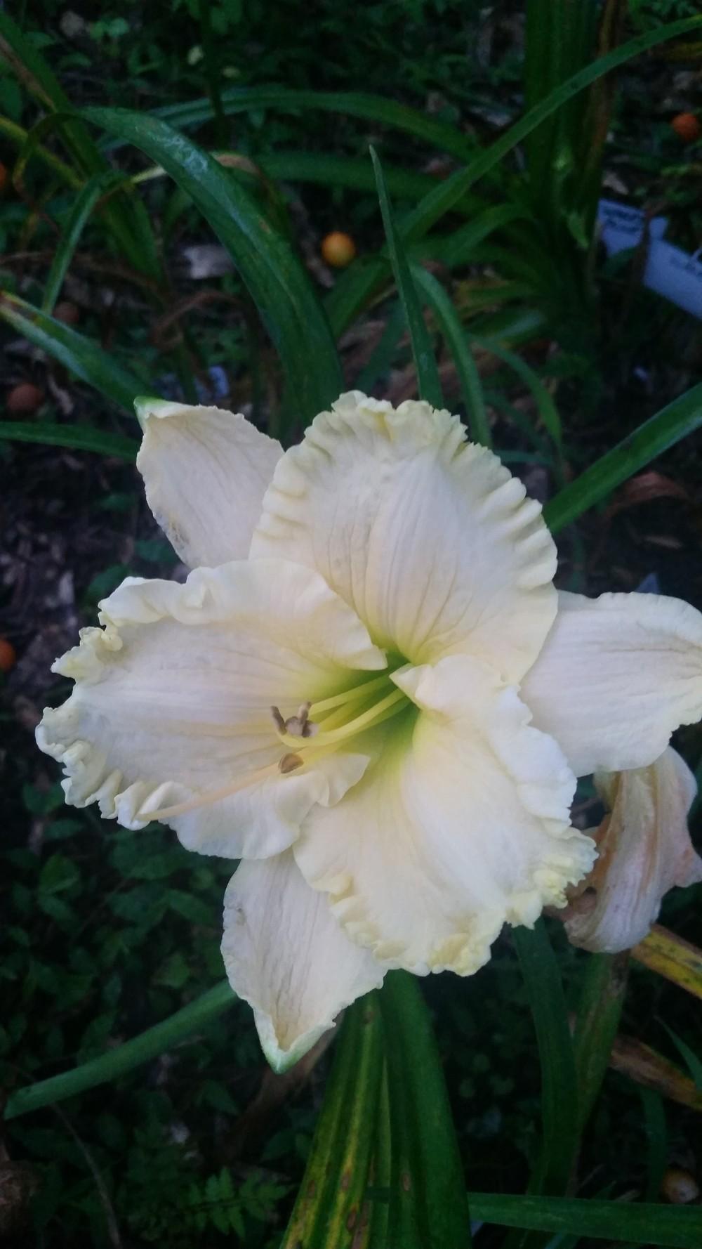 Photo of Daylily (Hemerocallis 'Victorian Lace') uploaded by value4dollars