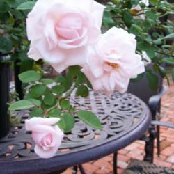 Location: Backyard/courtyard
Date: 5/24/2014
Blooms on my New Dawn rose bush