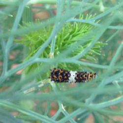 Location: backyard/courtyard
Date: May 24,2015
Caterpillar on fern leaf dill plant