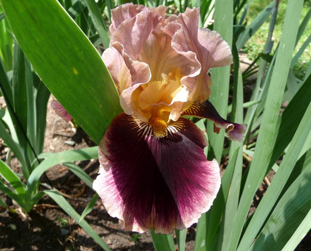 Photo of Tall Bearded Iris (Iris 'Cowboy Caviar') uploaded by Lestv