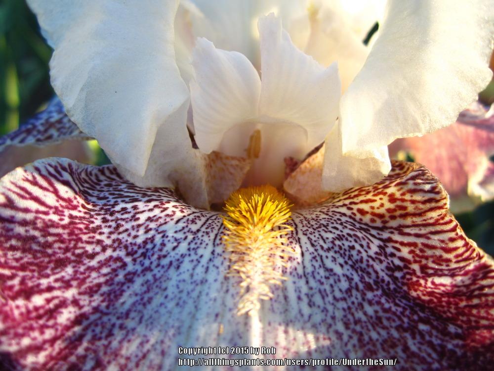 Photo of Tall Bearded Iris (Iris 'Looky Loo') uploaded by UndertheSun