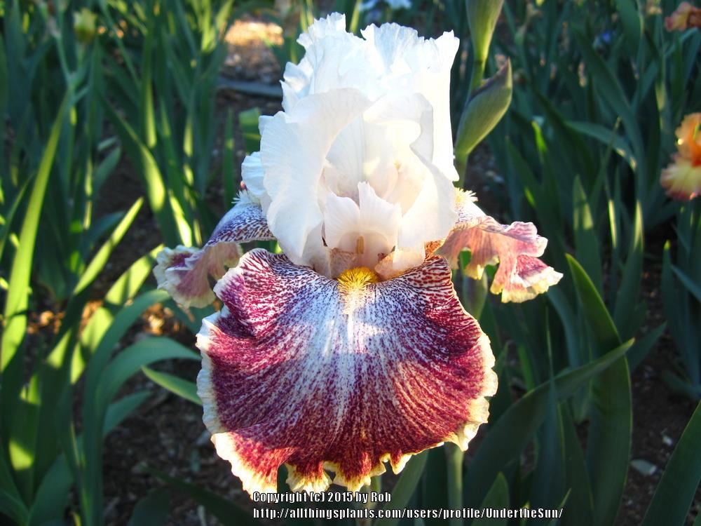 Photo of Tall Bearded Iris (Iris 'Looky Loo') uploaded by UndertheSun