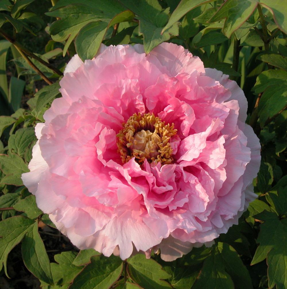 Photo of Peonies (Paeonia) uploaded by admin