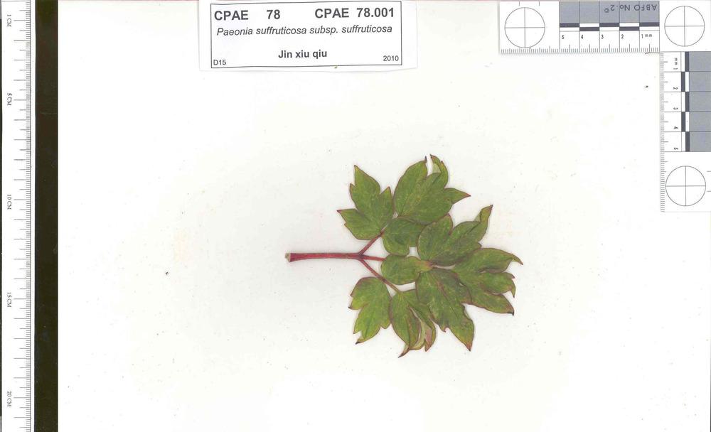 Photo of Chinese Tree Peony (Paeonia x suffruticosa 'Jin Xiu Qiu') uploaded by admin