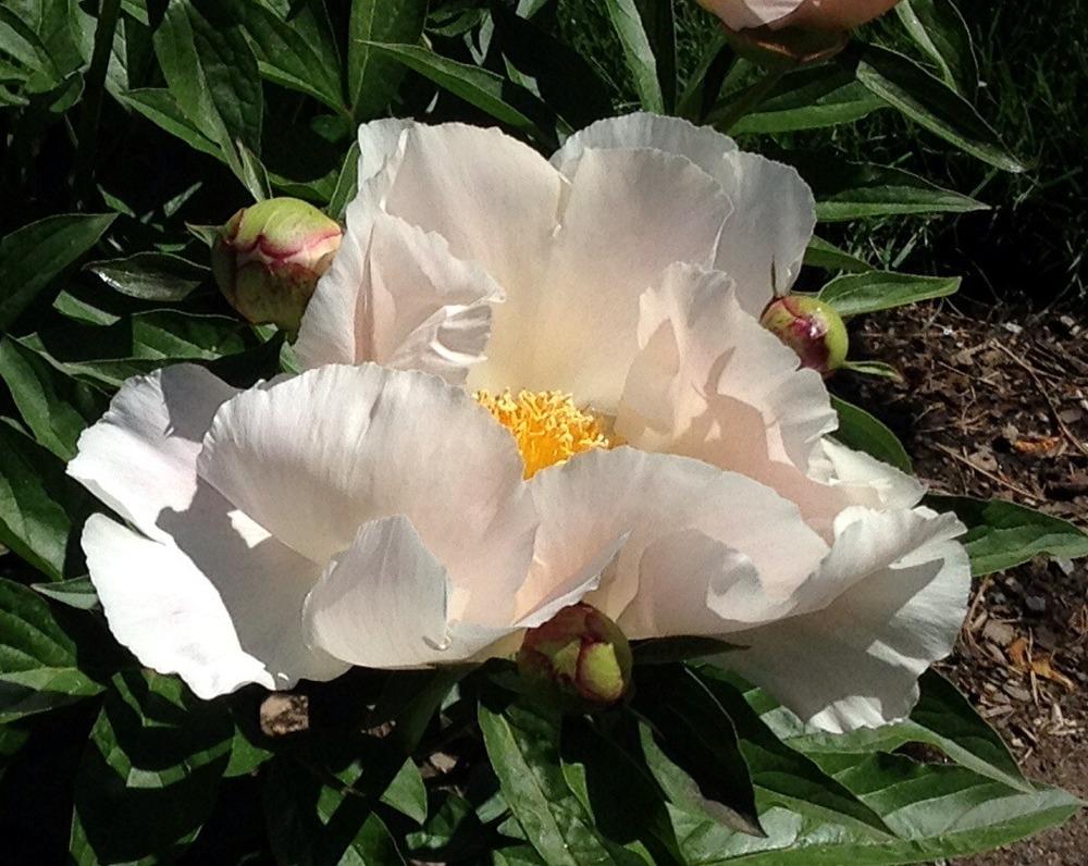 Photo of Peony (Paeonia lactiflora 'Chiffon Clouds') uploaded by bxncbx