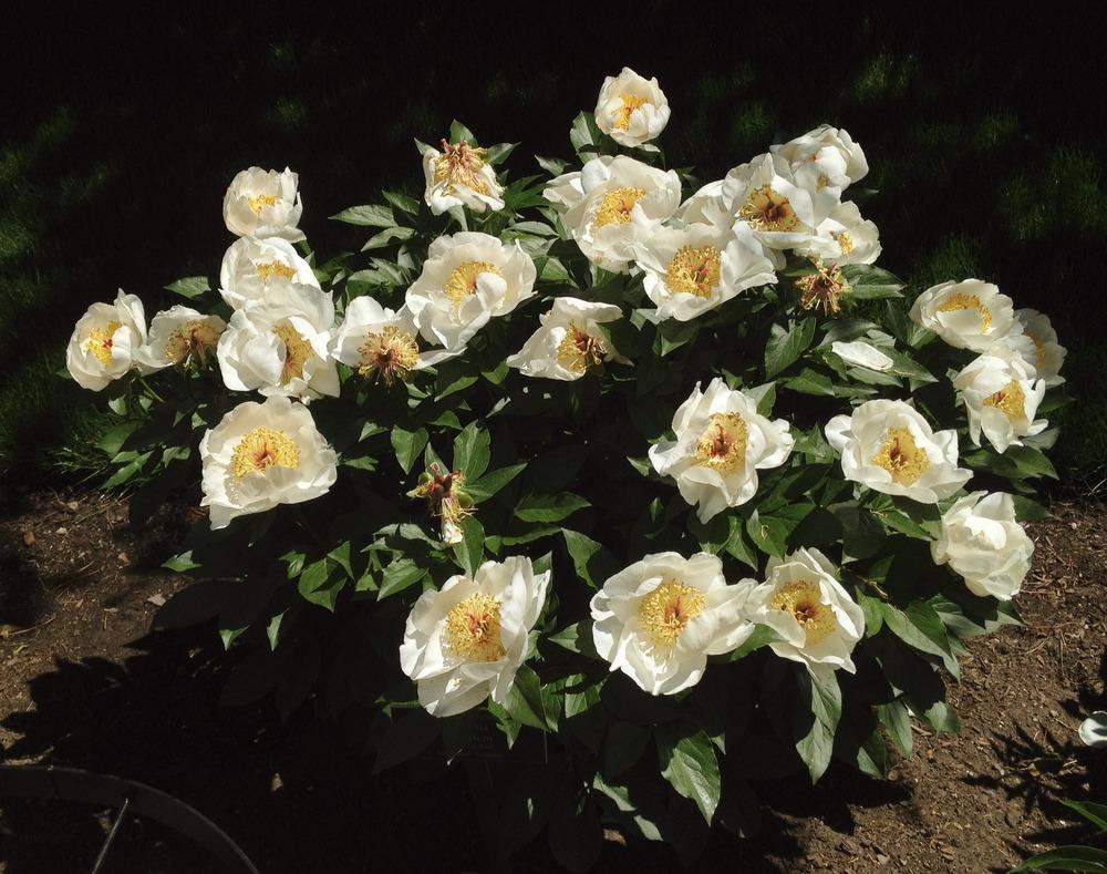 Photo of Peony (Paeonia 'Requiem') uploaded by bxncbx