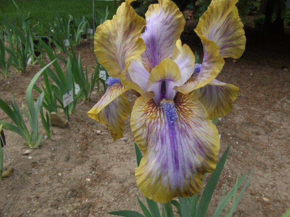 Photo of Arilbred Iris (Iris 'Genetic Artist') uploaded by cherub2007