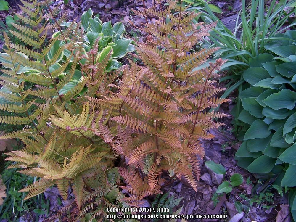 Photo of Autumn Shield Fern (Dryopteris erythrosora) uploaded by chickhill