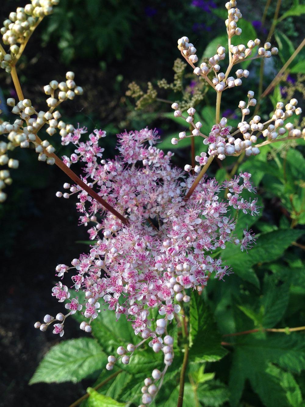 Photo of Queen of the Prairie (Filipendula rubra) uploaded by clintbrown