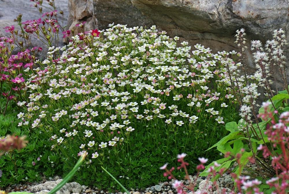 Photo of Rockfoil (Saxifraga 'Apple Blossom') uploaded by dirtdorphins