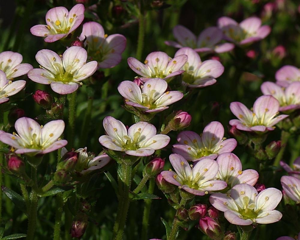 Photo of Rockfoil (Saxifraga 'Apple Blossom') uploaded by dirtdorphins