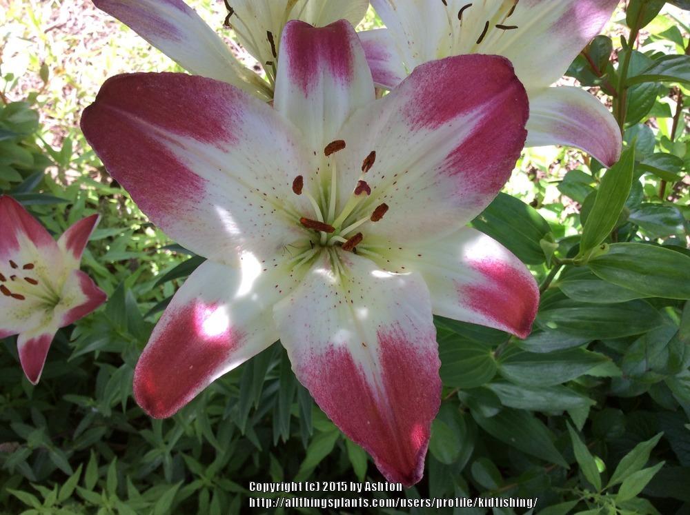 Photo of Lily (Lilium 'Lollypop') uploaded by kidfishing