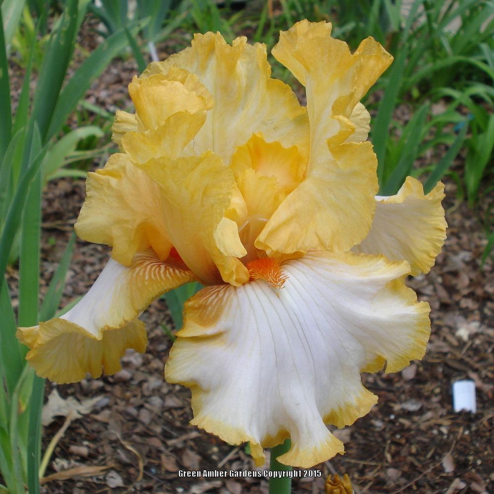 Photo of Tall Bearded Iris (Iris 'Champagne Waltz') uploaded by lovemyhouse