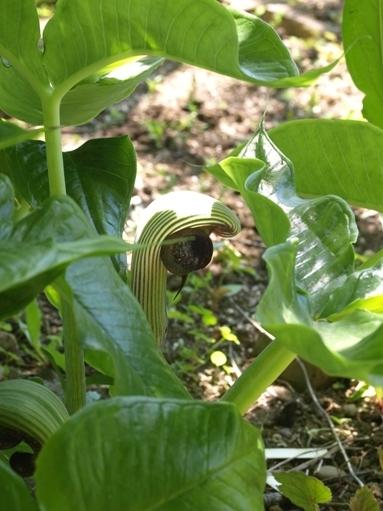 Photo of Cobra Lily (Arisaema ringens) uploaded by plantrob