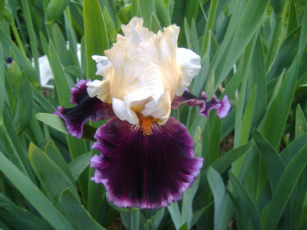 Photo of Tall Bearded Iris (Iris 'Raspberry Swirl') uploaded by tveguy3