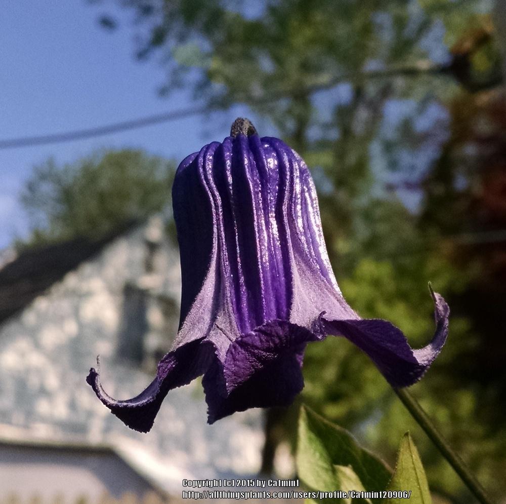 Photo of Clematis 'Roguchi' uploaded by Catmint20906