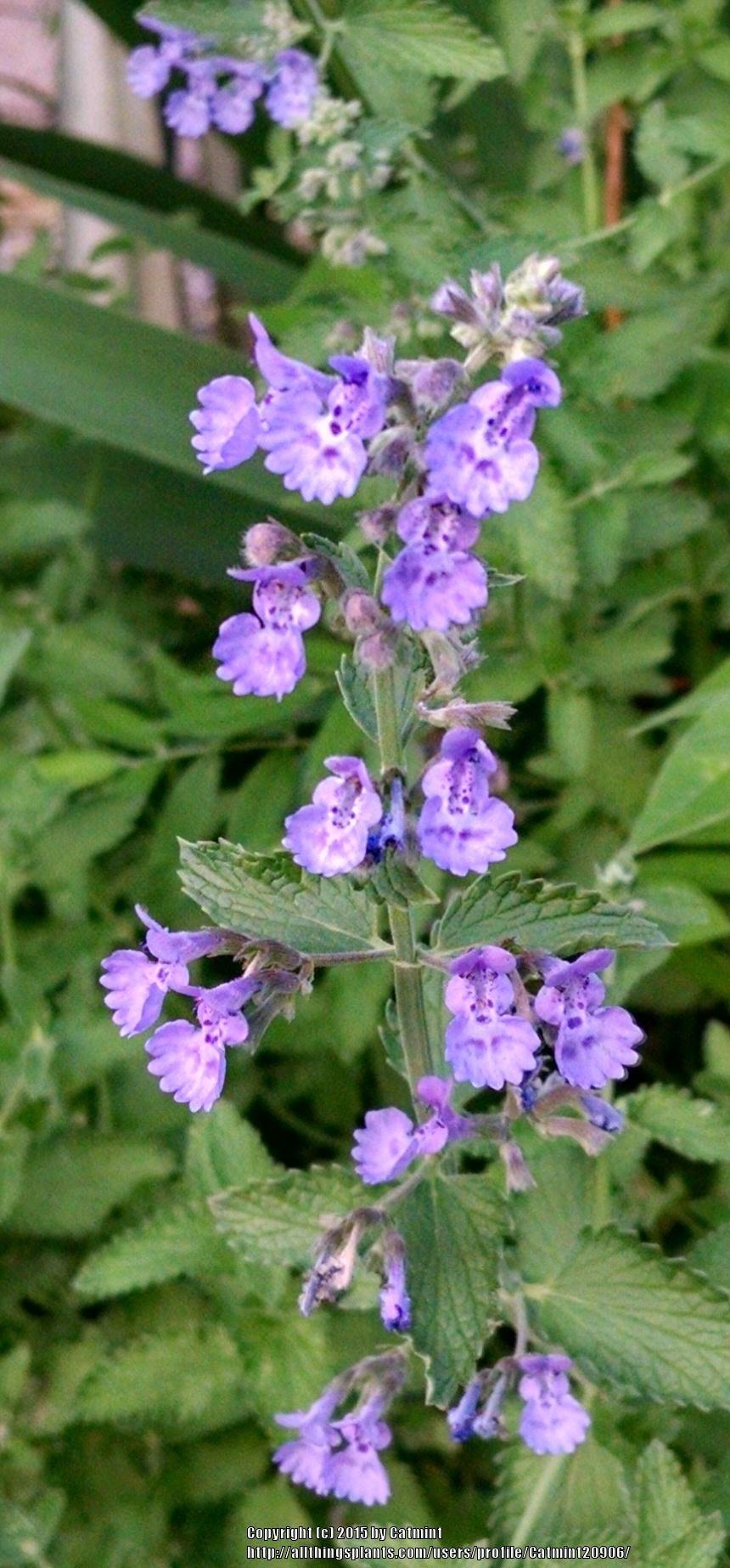 Photo of Catmint (Nepeta x faassenii 'Walker's Low') uploaded by Catmint20906
