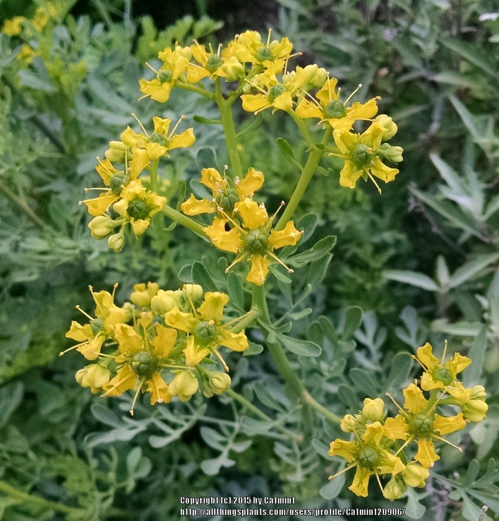 Photo of Common Rue (Ruta graveolens) uploaded by Catmint20906