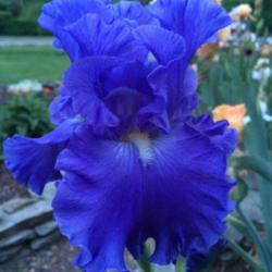 Location: My garden, central NJ, Zone 7A
Date: 5/24/15
Iris Baltic Sea