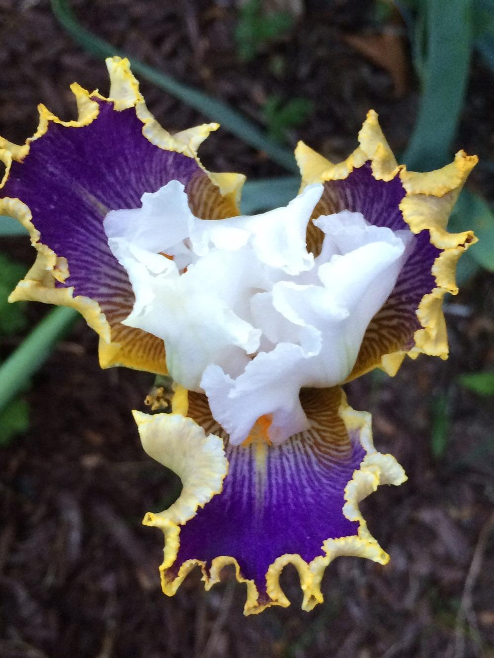 Photo of Tall Bearded Iris (Iris 'Wild Angel') uploaded by Njiris