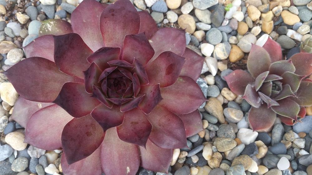 Photo of Hen and Chicks (Sempervivum 'Dark Cloud') uploaded by Paddy