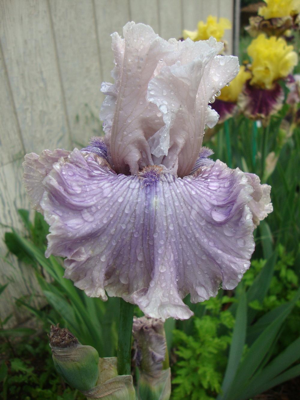 Photo of Tall Bearded Iris (Iris 'Haunted Heart') uploaded by Paul2032