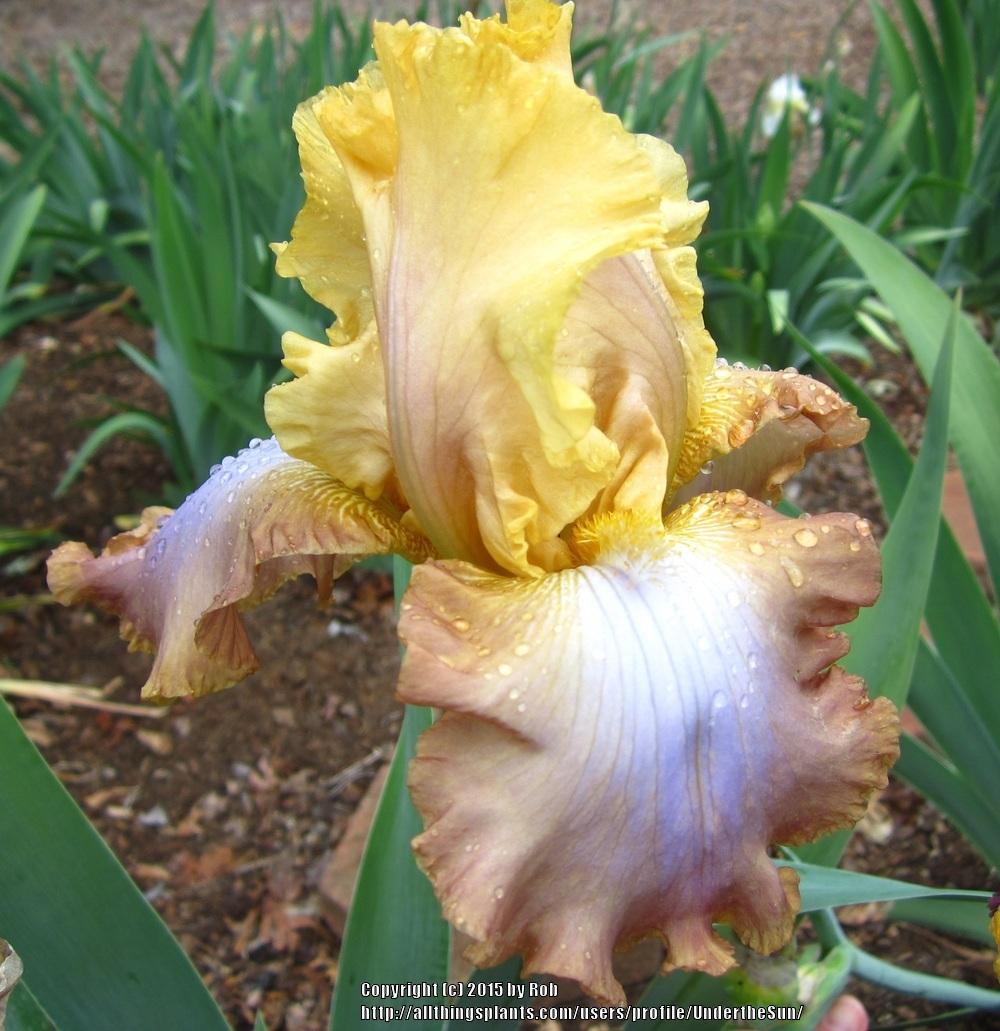 Photo of Tall Bearded Iris (Iris 'Hope Is Everything') uploaded by UndertheSun